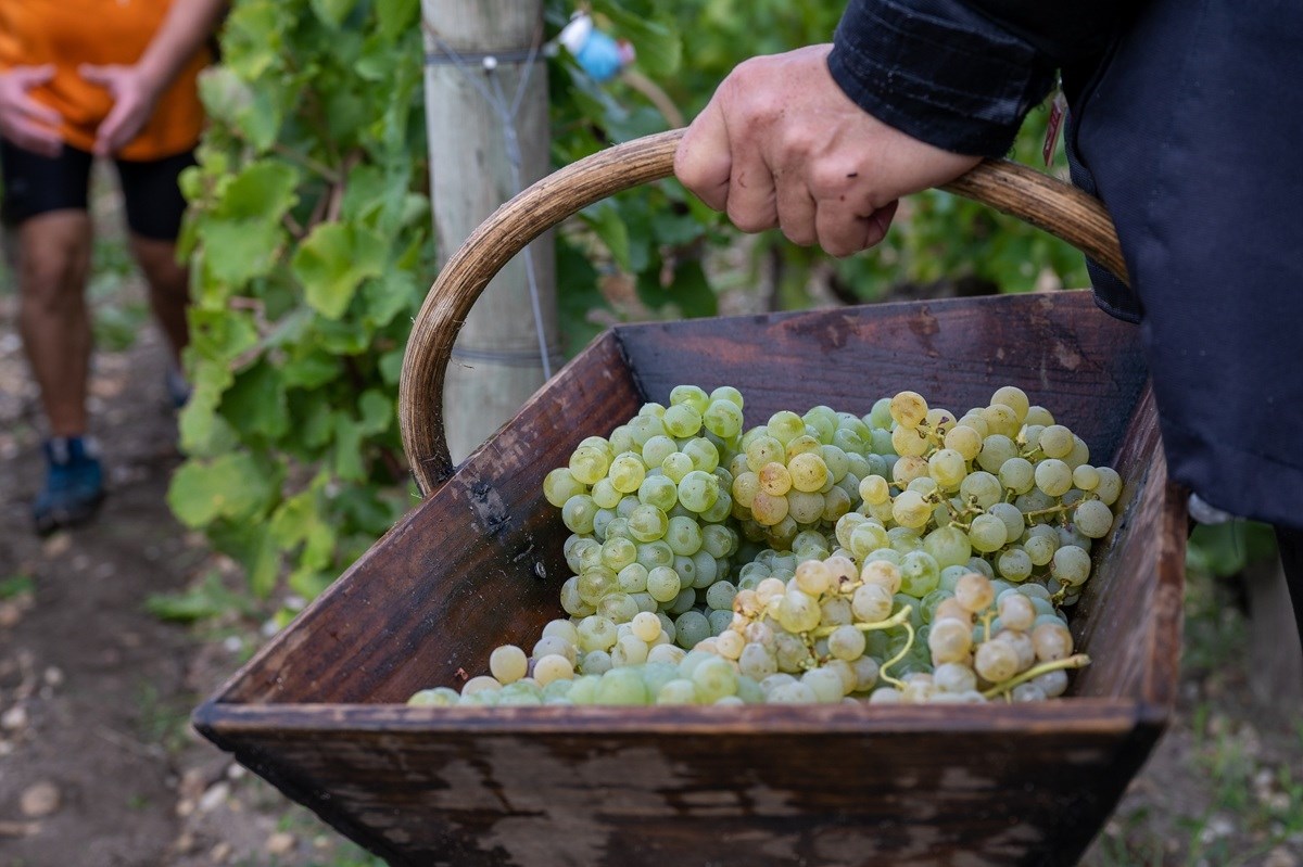 Berbe grožđa u Francuskoj počinju sve ranije zbog visokih temperatura