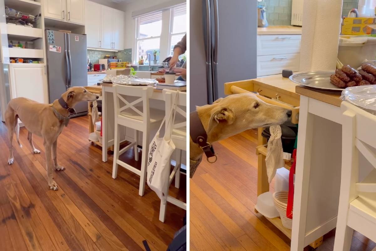 Simpati&#x10D;ni hrtovi na ru&#x10D;ku u gostima rade sve &#x161;to ne bi smjeli