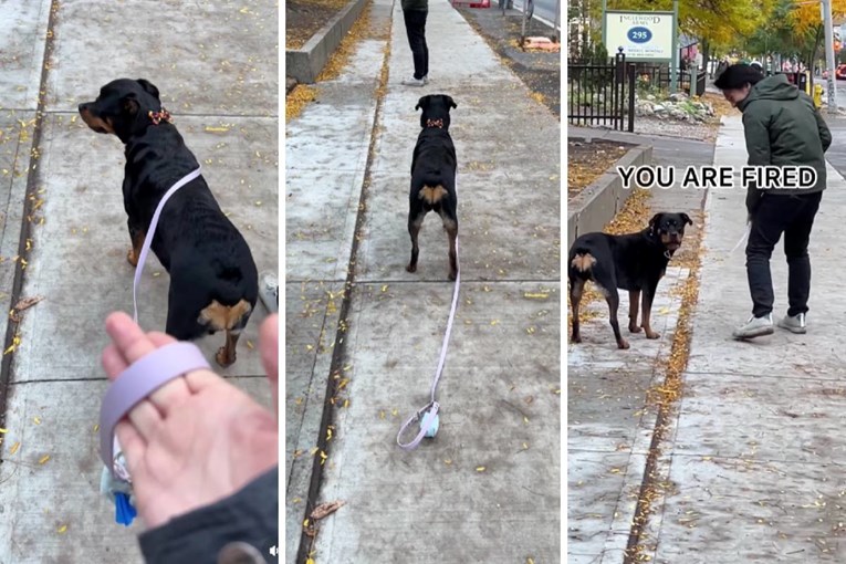 Duhovita rotvajlerica "otpustila" vlasnicu jer joj je stalno ispadao povodac