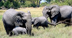 Objavljen kenijski popis divljih životinja, povećao se broj slonova i žirafa