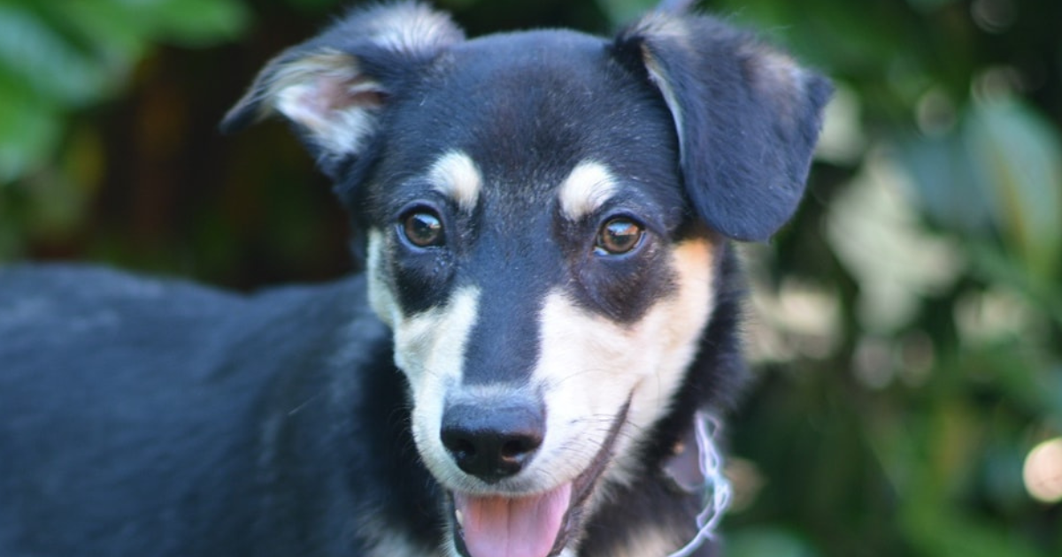 Međunarodni je dan beskućnih životinja. Udomite psa ili mačku iz skloništa