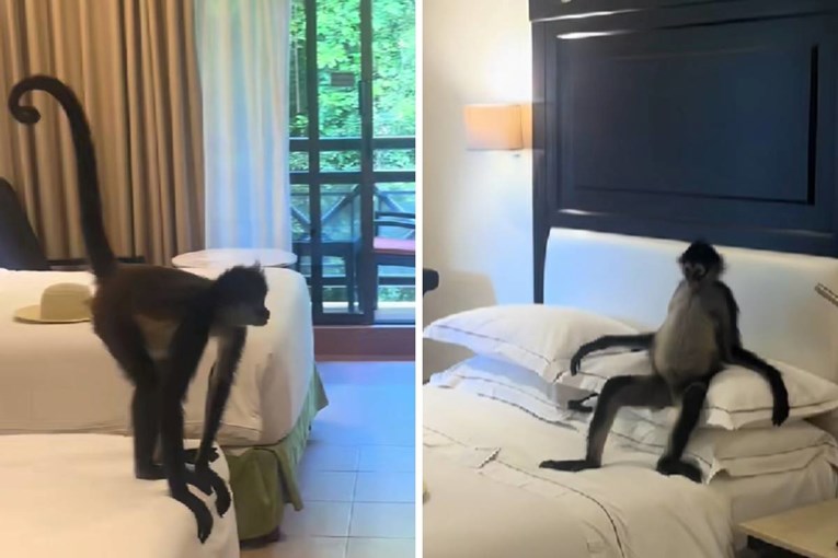 Turistkinja pokazala tko ju je dočekao u sobi hotela u Meksiku