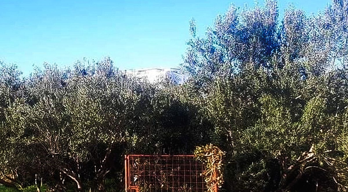 Ljudi sprdaju vrata u Dalmaciji koja "čuvaju maslinik od lopova", jasno je zašto