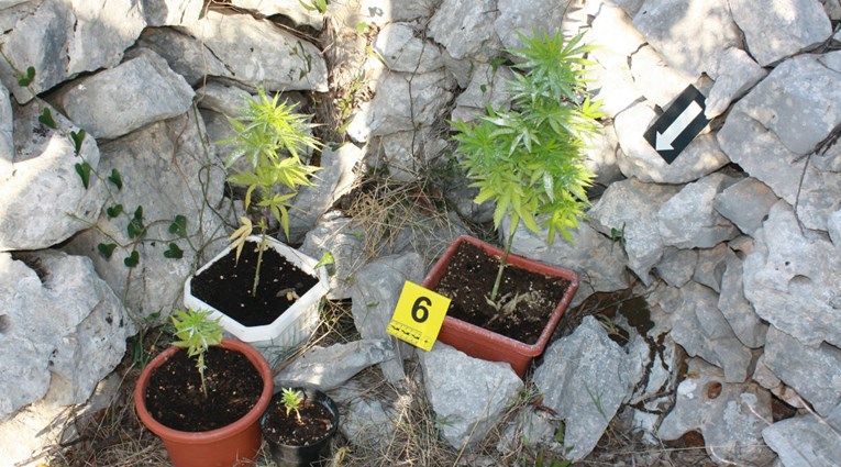U Splitu i Sinju uhićeni uzgajivači marihuane