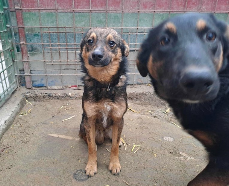 Cico je bačen na prometnu cestu, u azilu čeka svoju priliku za sreću 