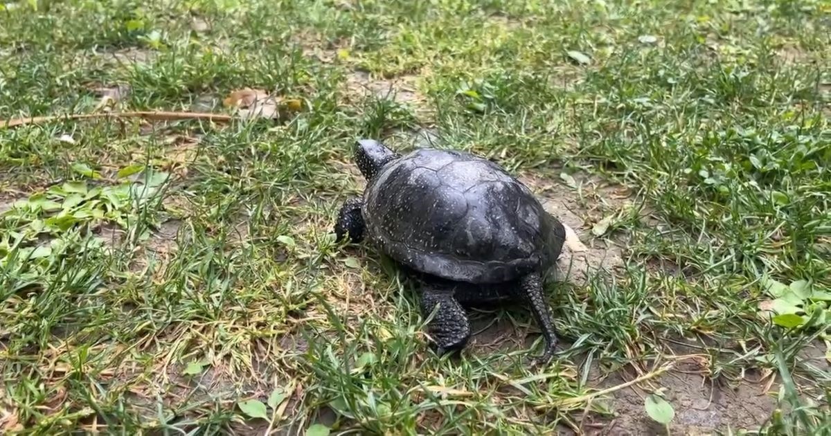 U parku Maksimir snimljen je jedan od najugroženijih gmazova u Hrvatskoj