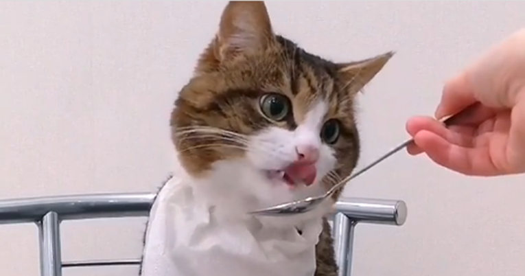 Način na koji mačka sjedi dok jede hit je na internetu, ljudi pišu: Savršena poza
