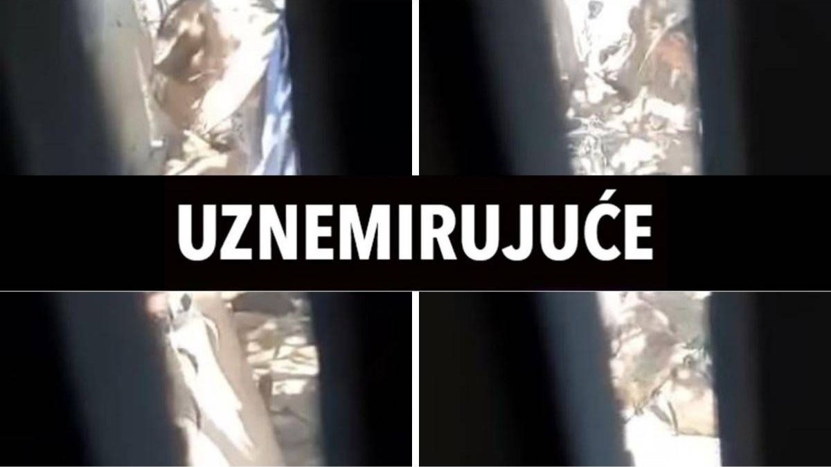 UZNEMIRUJUĆE Muškarac kod Daruvara divljački udara pse, pojavila se snimka
