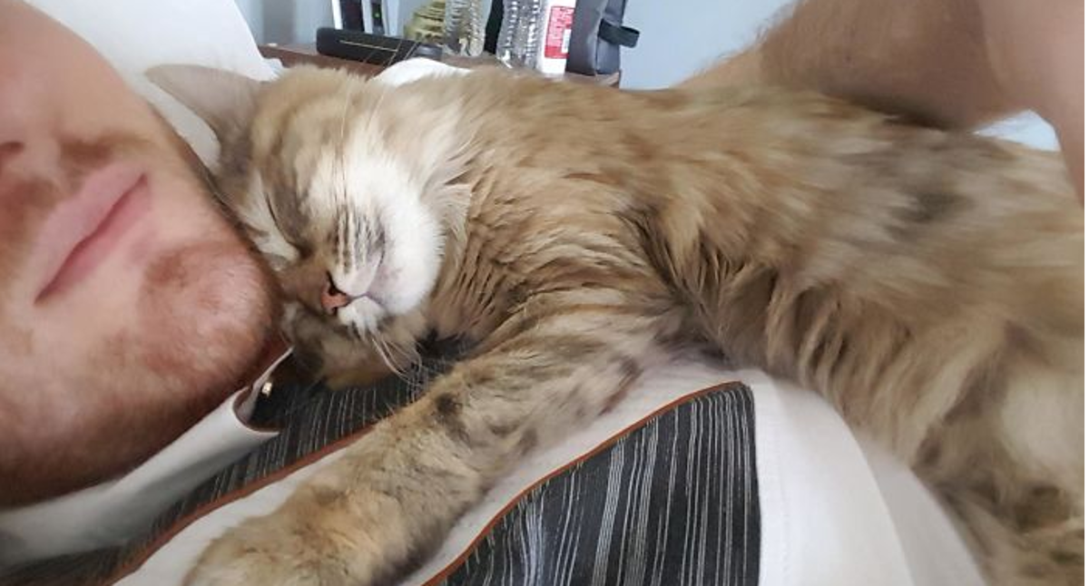 Mačke imaju zdrav i nezdrav odnos s vlasnikom, saznajte kakav je razvila vaša