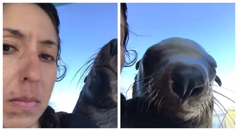 Ženi na brod skočio morski lav i snimili su zajednički selfie