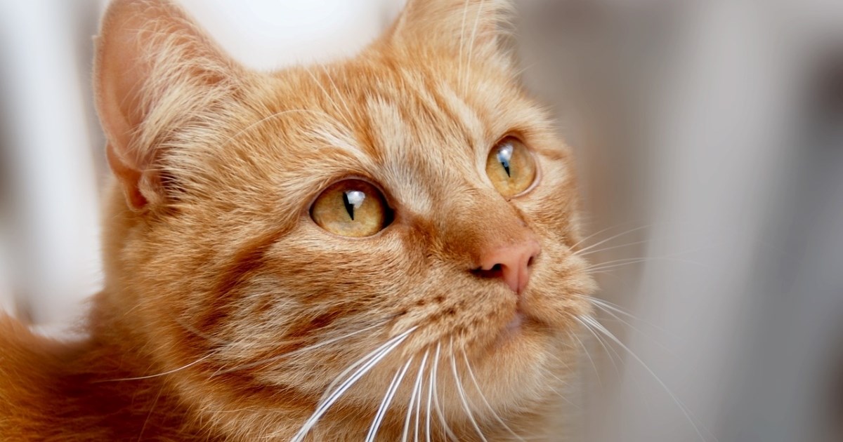 Narančasti mačak uči mačiće kako mijaukati: "Zna se tko je vođa"