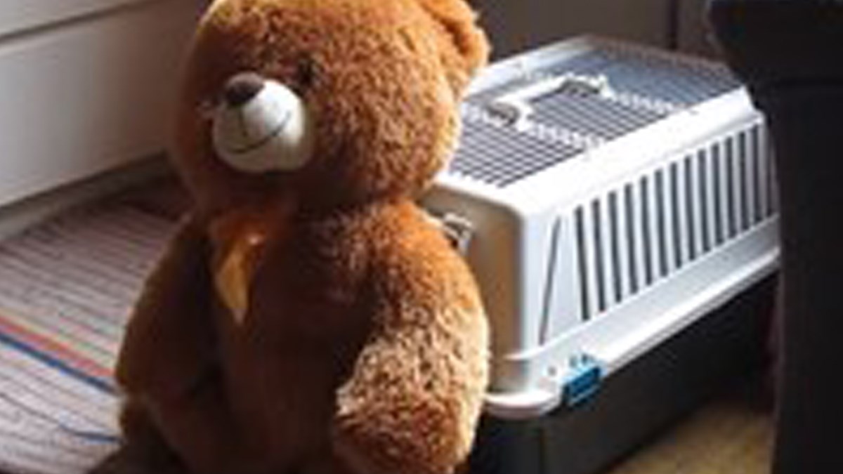 Mali pas pokušao ugurati velikog plišanog medvjeda u kavez