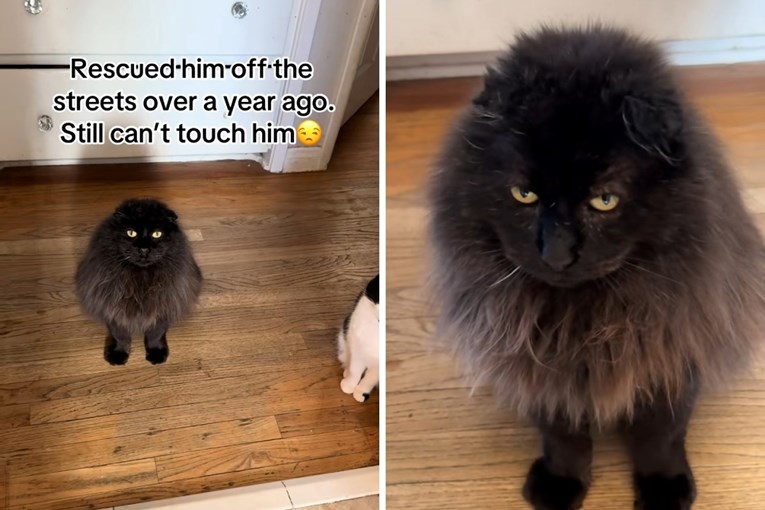 Udomljeni mačak lutalica postao viralan zbog načina na koji pokazuje ljubav