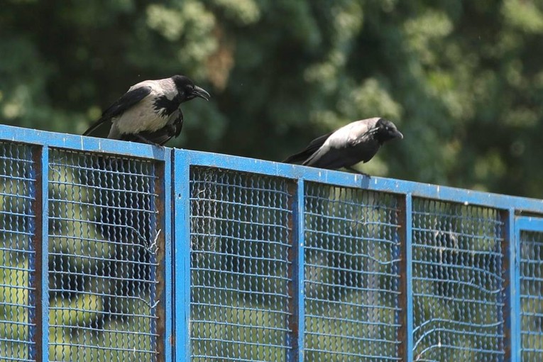 Virus Zapadnog Nila u Zagrebu: Potvrđen u vranama na pet lokacija