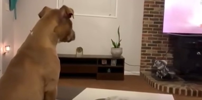 Ovaj pas predivno reagira na najtužniju scenu "Kralja lavova"