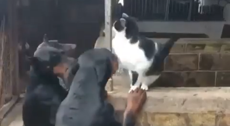 VIDEO Skupina dobermana okružila mačku, njena reakcija sve oduševila