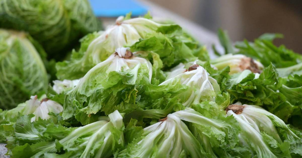 Znanstvenici uzgojili salatu s ključnim proteinom iz mesa