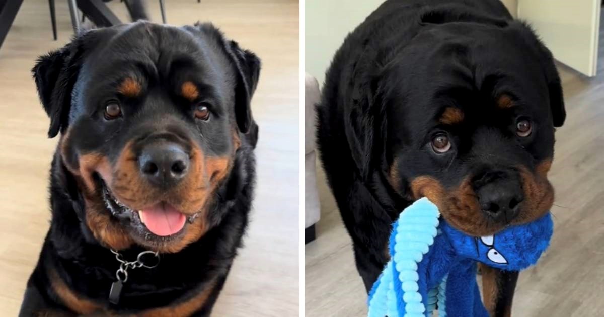 Rotvajler koji ne ide nigdje bez svoje plišane igračke osvojio je srca milijuna