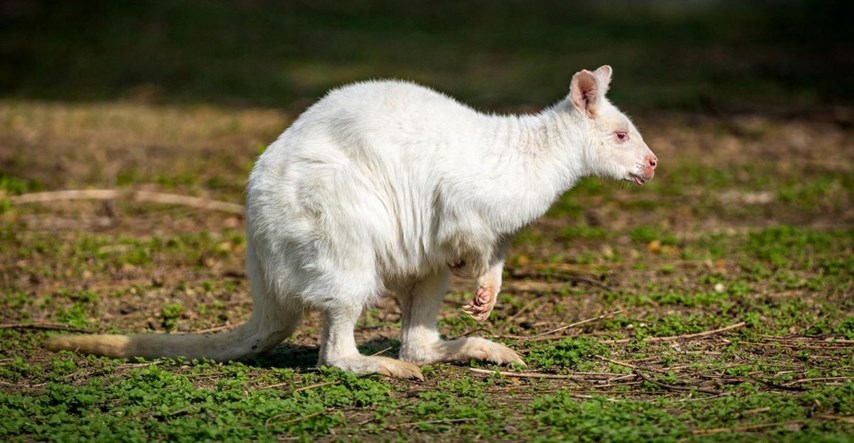 VIDEO U osječkom zoološkom vrtu drugi put se izlegao albino valabi