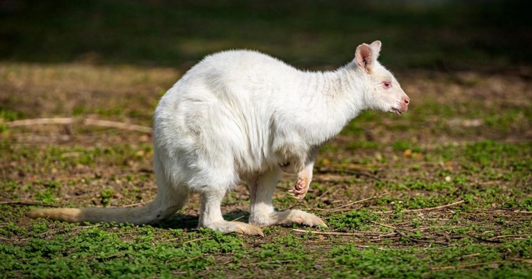 VIDEO U osječkom zoološkom vrtu drugi put se izlegao albino valabi