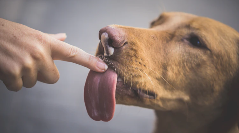 Znate li zašto psi ližu ljude? Ne radi se samo o iskazivanju ljubavi!