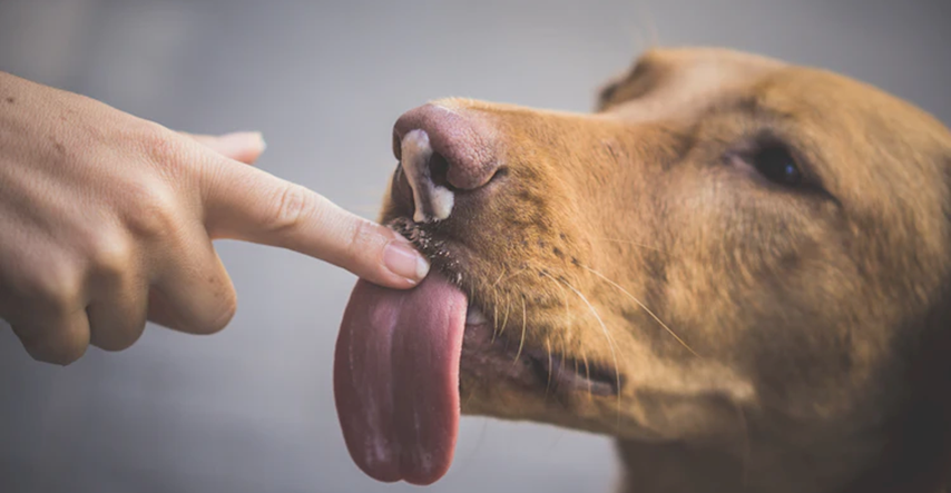 Znate li zašto psi ližu ljude? Ne radi se samo o iskazivanju ljubavi!