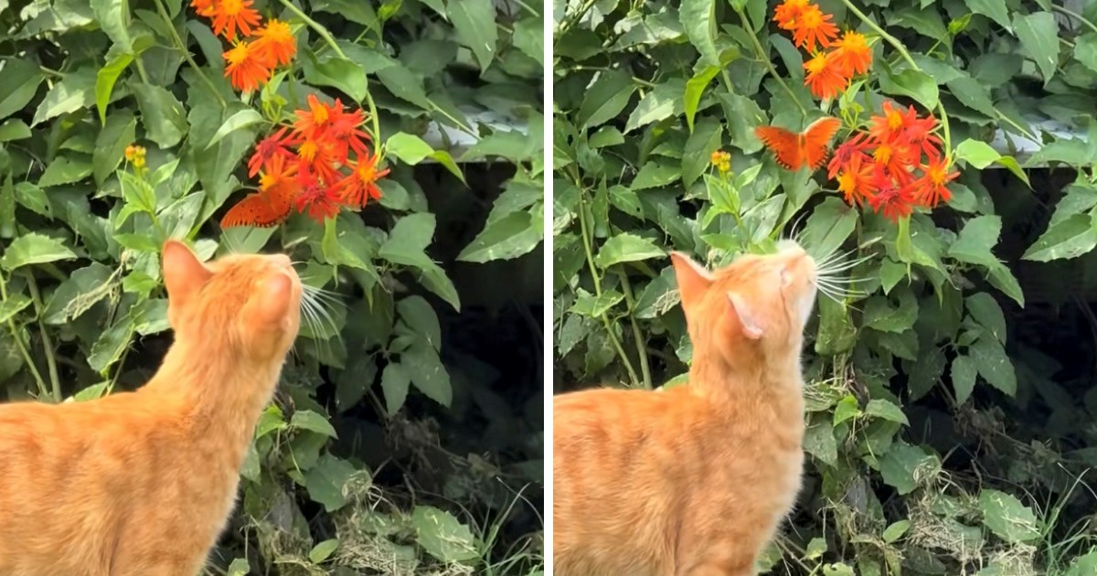 Dirljiv prvi susret narančastog mačića i leptira izmamit će vam osmijeh na lice