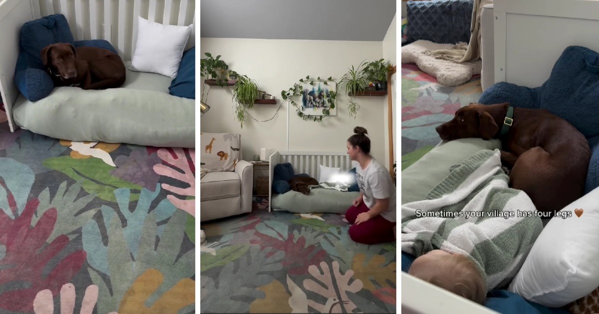 Labrador i beba u istom krevetiću: Snimka raznježila ljude