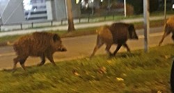 Zagrepčani zabrinuti zbog životinja koje šetaju gradom: "Znaju biti jako agresivne"