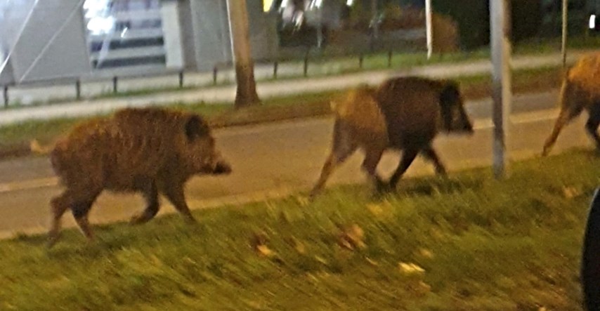 Zagrepčani zabrinuti zbog životinja koje šetaju gradom: "Znaju biti jako agresivne"