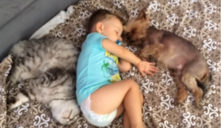 Dječak, pas i maca zaspali skupa, njihovo drijemanje najslađe je na svijetu
