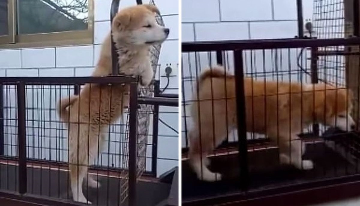 VIDEO Psića natjerali na traku za trčanje, on ih sve genijalno zeznuo