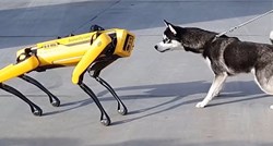 VIDEO Haski se susreo s robotskim psom, potpuno ga je zbunio