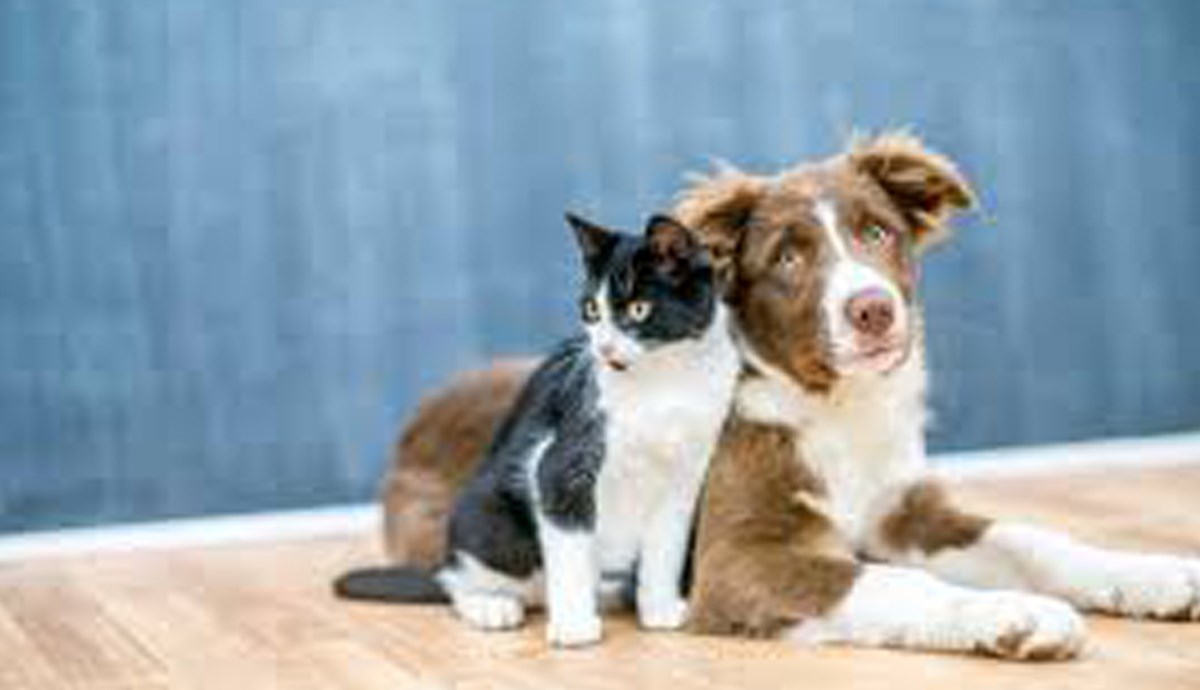 Danas je dan ljubimaca. Pošaljite nam slike i proslavimo ga zajedno