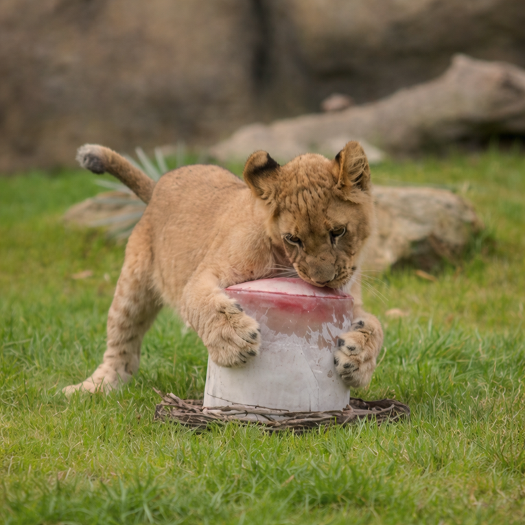 Kaotična igra lavića u zoološkom vrtu nasmijala je internet