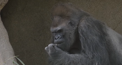 Gorile iz San Diega bile zaražene kalifornijskim sojem korone, oporavljaju se