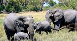 Stotine slonova misteriozno uginule u Bocvani