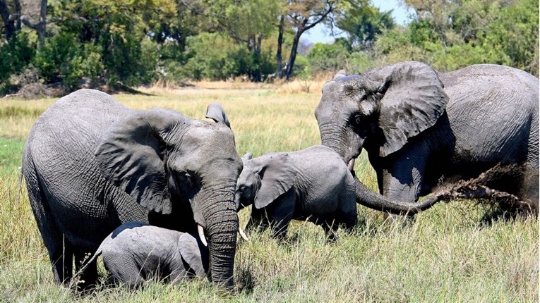 Stotine slonova pronađene mrtve u Bocvani
