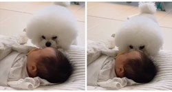 "Ne mogu vjerovati da je ovo stvarno": Pas čuva i mazi bebu, video je oduševio mnoge