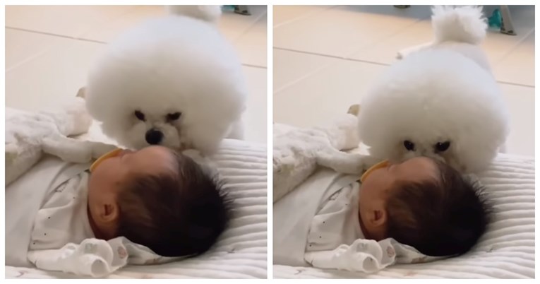 "Ne mogu vjerovati da je ovo stvarno": Pas čuva i mazi bebu, video je oduševio mnoge