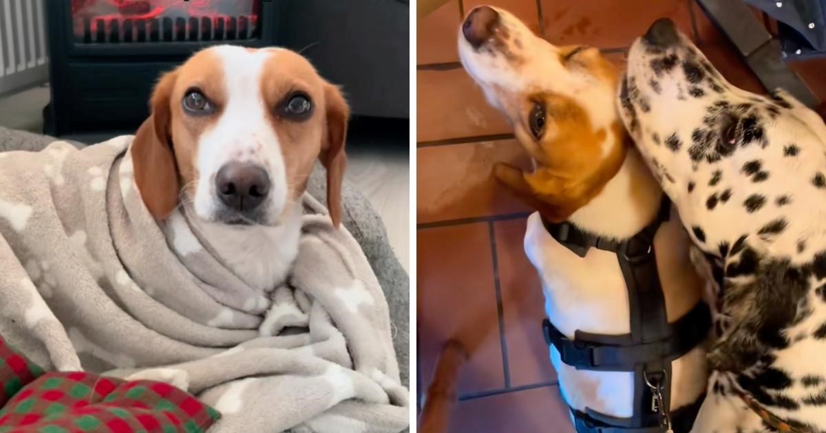 Udomljeni pas jako se bojao u novom domu, ali mu je novi prijatelj pomogao sa strahom