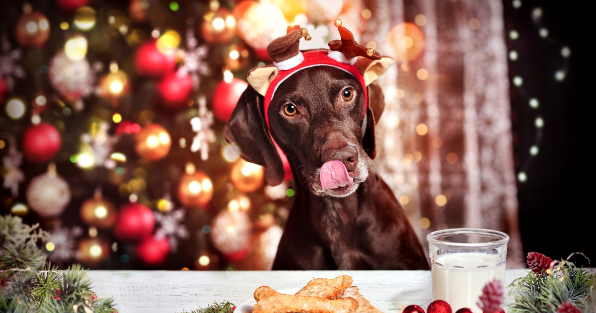 Koje božićne poslastice smiju jesti psi?