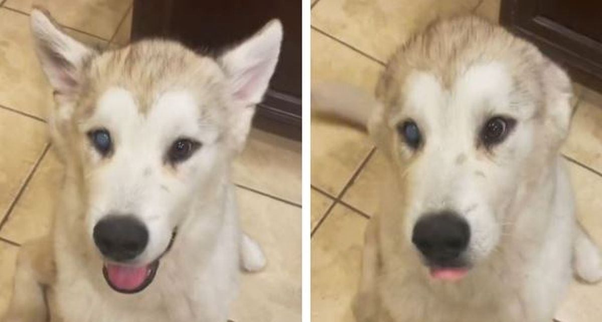 Pokazao kako njegov pas reagira svaki put kad ga netko ide pomaziti, video je hit