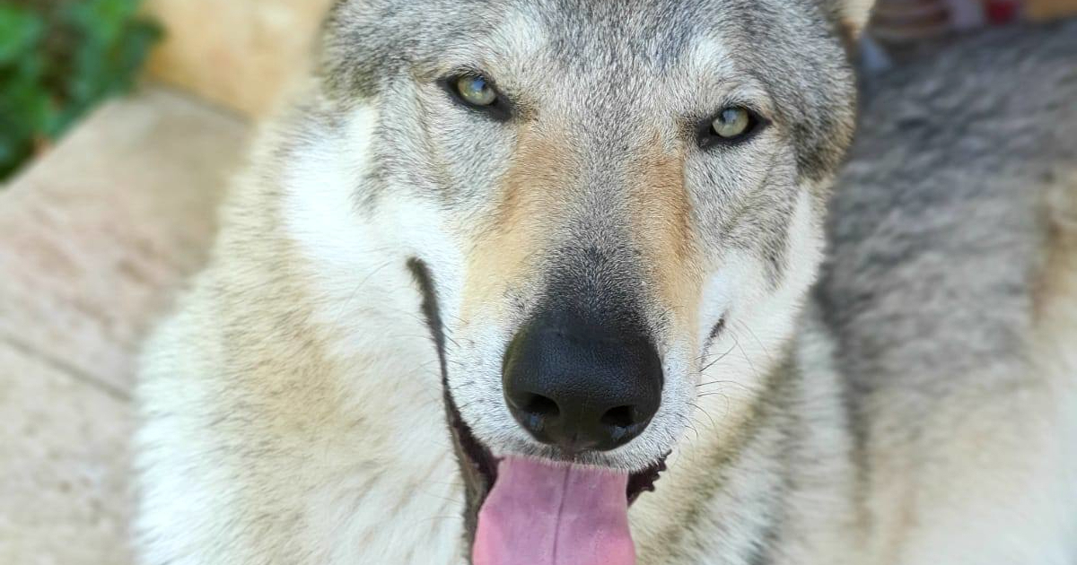 Obitelj s Grobnika već dva mjeseca traži psa Akija. Nude 10.000 eura nagrade