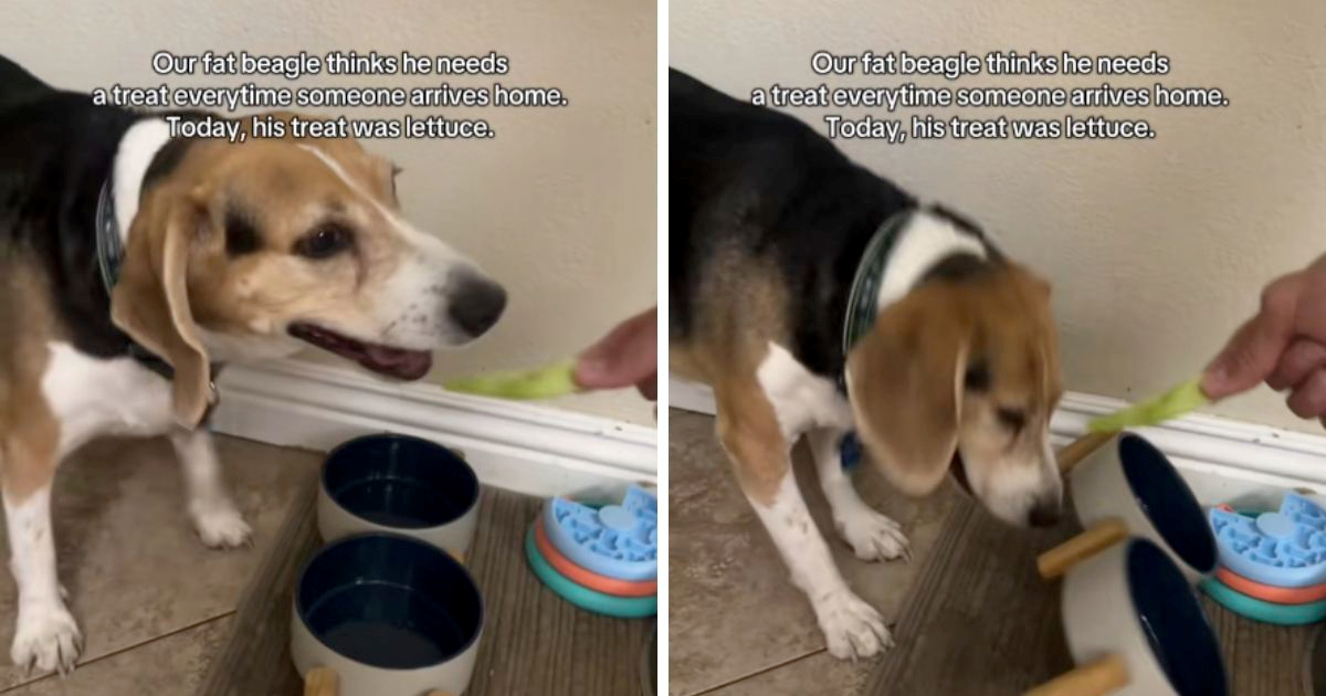 Bigl imao preslatki izljev bijesa jer je za poslasticu dobio komadić salate