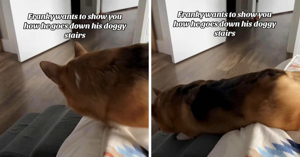 VIDEO Korgi se spušta niz pseće stepenice na najslađi mogući način