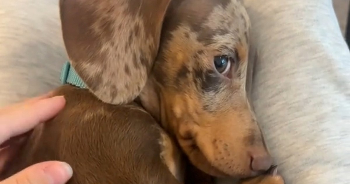 Zašto neki psi mokre od uzbuđenja?