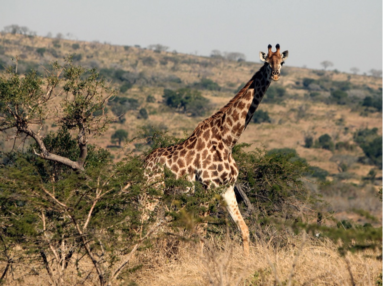 WWF: Populacije kralježnjaka pale su 73 posto u 52 godine