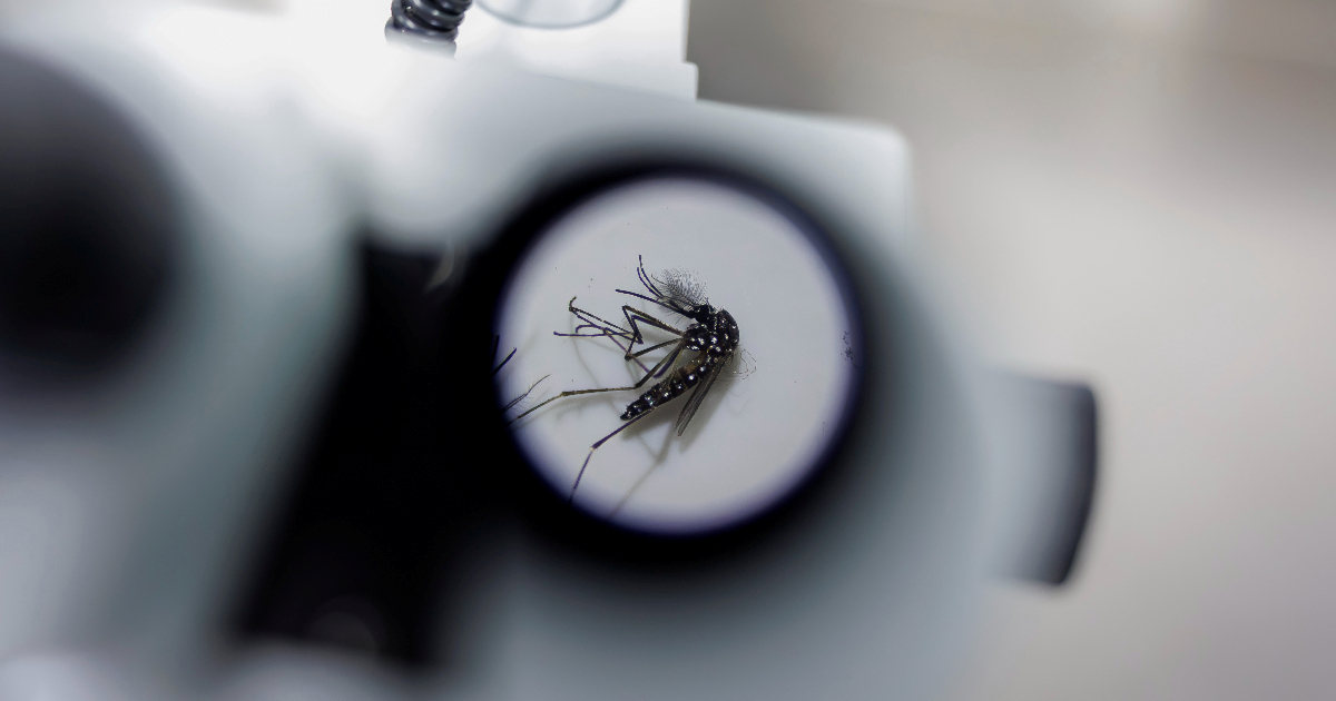 Komarci sve više napadaju ljude. Znanstvenici objasnili zašto