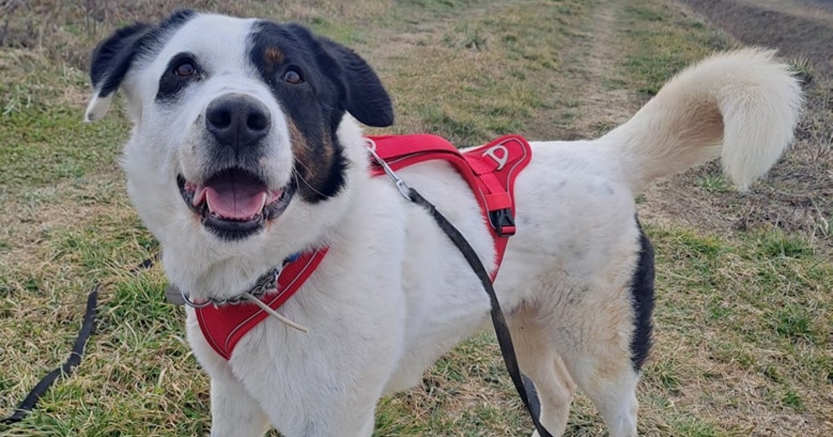 Vinnie treba novi dom. Njegovi udomitelji ga zbog selidbe ne mogu zadržati